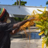 Love Bush Montego Bay Jamaica