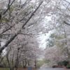 Verizon Wireless Ambassador Macon Georgia Cherry Blossoms Explore Georgia
