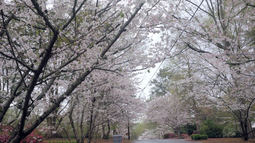 Verizon Wireless Ambassador Macon Georgia Cherry Blossoms Explore Georgia 
